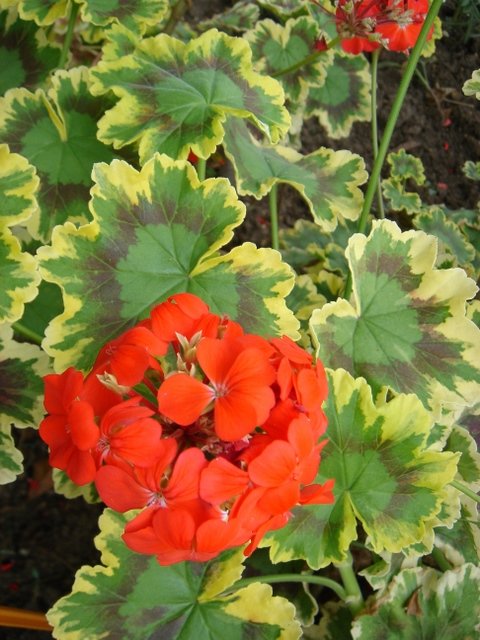 Pelargonium x 'Mrs Pollock'